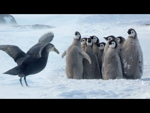 Penguin Chicks' Stand Off Against Predator | Spy In The Snow | BBC Earth - UCwmZiChSryoWQCZMIQezgTg