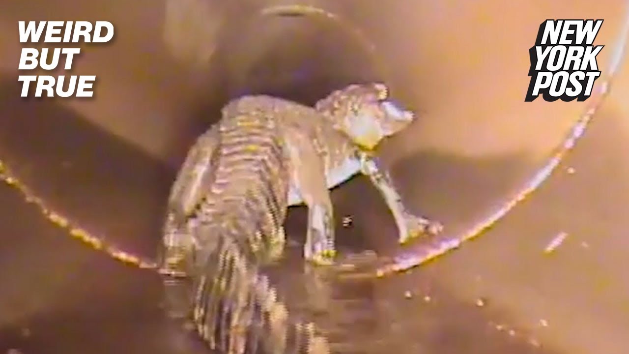 Alligators in sewers, the "everything shower," and a shocking pregnancy reveal | Weird But True