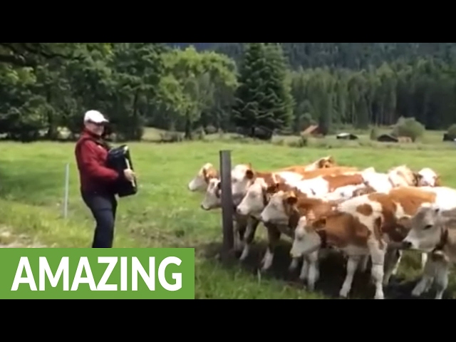Cows Like Classical Music Too