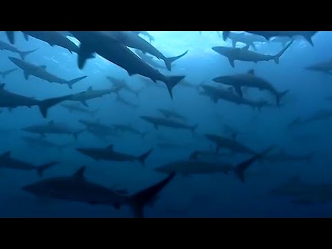 Thousands Of Sharks Visit A Sea Mount - Blue Planet - BBC Earth - UCwmZiChSryoWQCZMIQezgTg