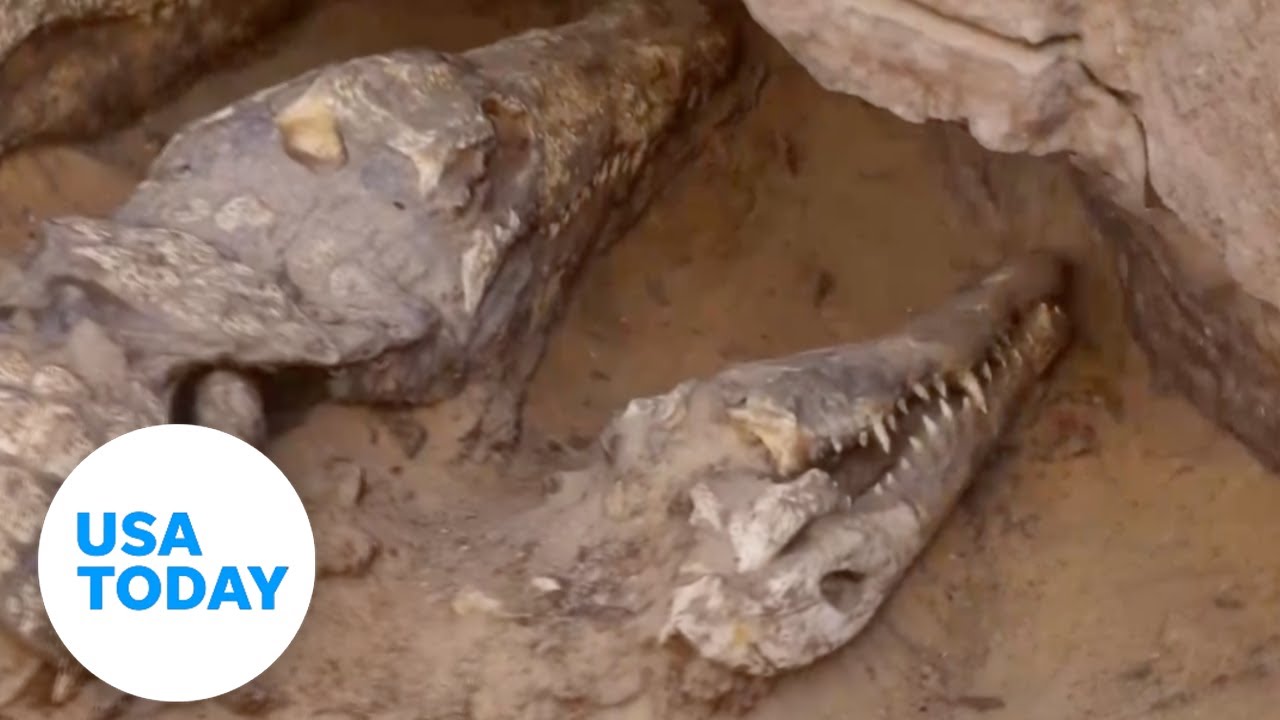 Spanish archeologists uncover ancient crocodile mummy tomb in Egypt | USA TODAY
