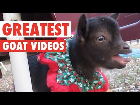 Greatest Goats || Awesome Compilation - UCPIvT-zcQl2H0vabdXJGcpg