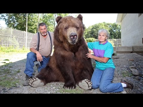 Our Big Bear Family: BEAST BUDDIES - UC9LxuffQCm_Z4KBCoXZvSHA