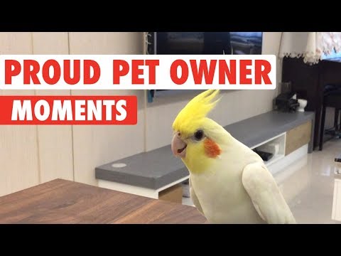 Proud Pet Owner Moments - UCPIvT-zcQl2H0vabdXJGcpg