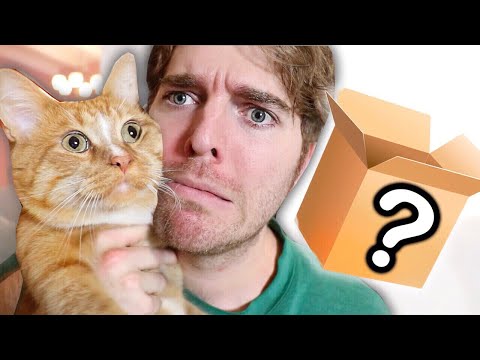 WEIRD CAT PRODUCTS I BOUGHT ONLINE - UCV9_KinVpV-snHe3C3n1hvA