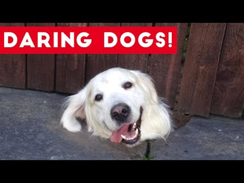 Funniest Daring Dog & Escape Animal Videos Weekly Compilation 2017 | Funny Pet Videos - UCYK1TyKyMxyDQU8c6zF8ltg