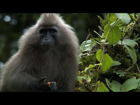 The Mysterious Kipunji Monkey | The Great Rift: Africa's Wild Heart | BBC - UCwmZiChSryoWQCZMIQezgTg