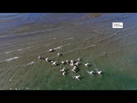 Η πτήση των εξωτικών ροζ φλαμίνγκο | Flamingo flight Drone Greece - UCyly0SkVXoQ3nHbKj1QignA