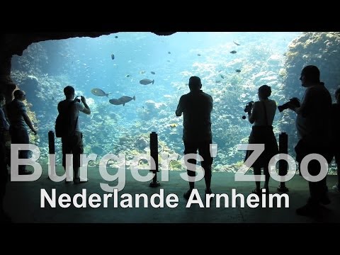 Burgers Zoo / Bush and Ozean / Nederlanden / Arnheim / mit dem großen Aquarium was ich gesehen habe - UCNWVhopT5VjgRdDspxW2IYQ