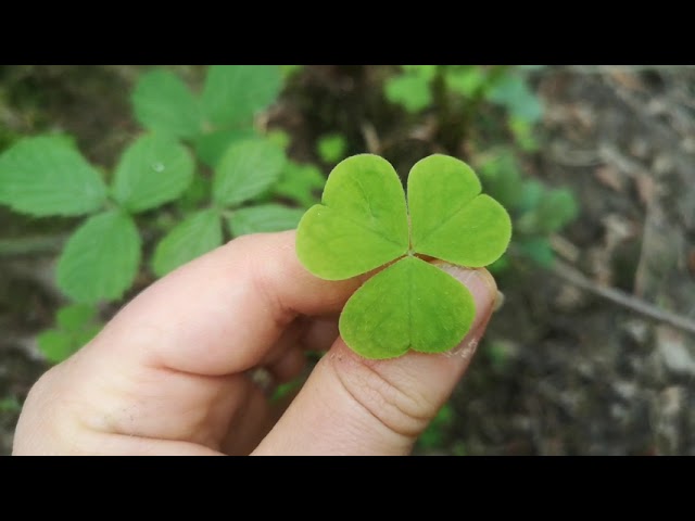 Is Oxalis Edible?