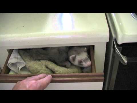 Ferret sleeping in the kitchen drawer - UCTs-d2DgyuJVRICivxe2Ktg