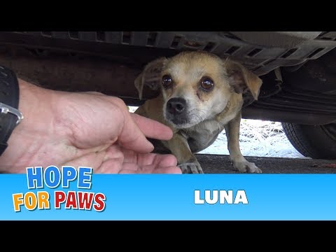 How a little microchip changed this dog's life!!!  Please share this important video. - UCdu8QrpJd6rdHU9fHl8J01A