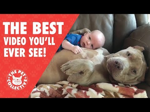 The Best Video You'll Ever See | Animal Hugs! - UCPIvT-zcQl2H0vabdXJGcpg