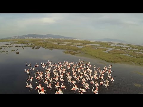 Quadcopter FPV Flight  with Flamingos - UC4z7QO8czn3tzXIuQbxgdcw