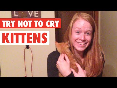 People Get Surprised With Kittens | Try Not To Cry - UCPIvT-zcQl2H0vabdXJGcpg