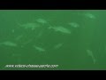 Beau barracuda en chasse sous-marine