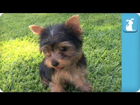 Yorkie Puppies First Time on Grass - Puppy Love - UCPIvT-zcQl2H0vabdXJGcpg