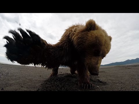 GoPro: Grizzly Bear Slap in Alaska - UCqhnX4jA0A5paNd1v-zEysw