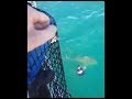 Un marin échappe de peu à une attaque de requin bouledogue