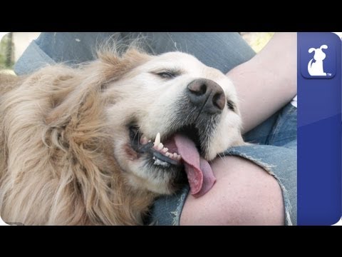 Doglopedia - Golden Retriever - UCPIvT-zcQl2H0vabdXJGcpg