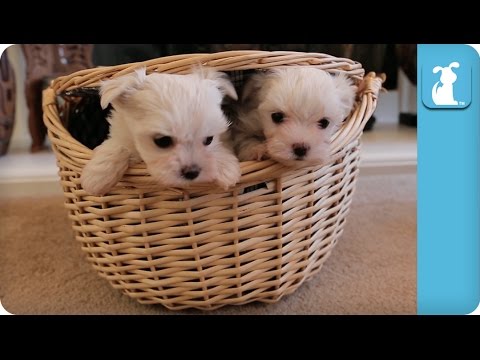 How Many Maltese Puppies Are Inside This Basket? - Puppy Love - UCPIvT-zcQl2H0vabdXJGcpg