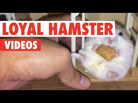 Loyal Hamsters Video Compilation 2017 - UCPIvT-zcQl2H0vabdXJGcpg