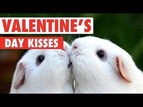 Valentine's Day Kissy Pets | Love Is In The Air - UCPIvT-zcQl2H0vabdXJGcpg