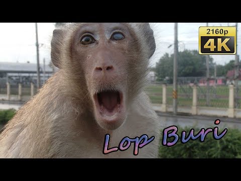 Monkeys in Lop Buri - Thailand 4K Travel Channel - UCqv3b5EIRz-ZqBzUeEH7BKQ