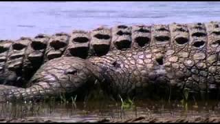 Gustaf - Das größte Krokodil der Welt (1/1)
