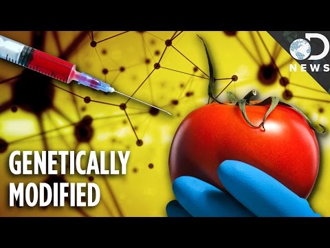 Are Any Foods Natural Anymore? GMOs Explained - UCzWQYUVCpZqtN93H8RR44Qw