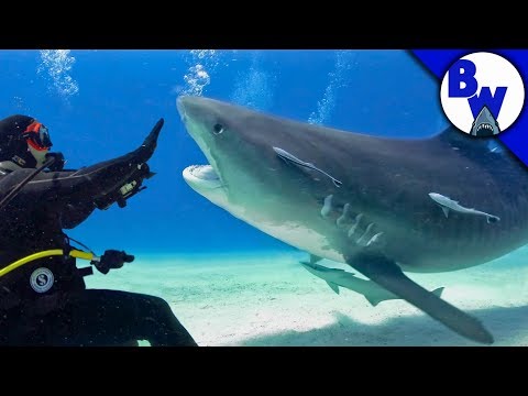 Tiger Shark FACE-OFF! - UC6E2mP01ZLH_kbAyeazCNdg