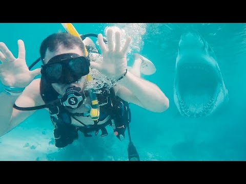 Diving with Sharks in the Keys - Great American Road Trip (Day 51) - UCd5xLBi_QU6w7RGm5TTznyQ