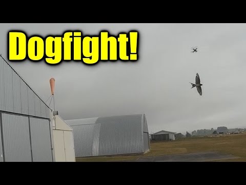 EMAX BabyHawk drone versus a flock of swallows - UCQ2sg7vS7JkxKwtZuFZzn-g