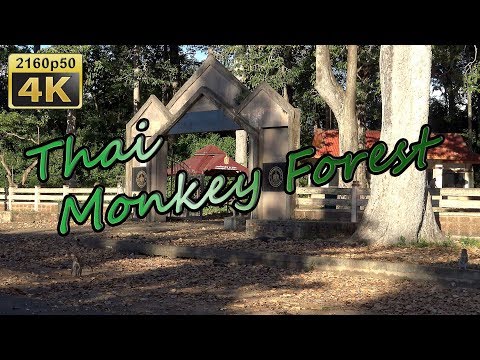 Phana, Thai Monkey Forest - Thailand 4K Travel Channel - UCqv3b5EIRz-ZqBzUeEH7BKQ