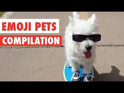 Emoji Pets Video Compilation 2017 - UCPIvT-zcQl2H0vabdXJGcpg