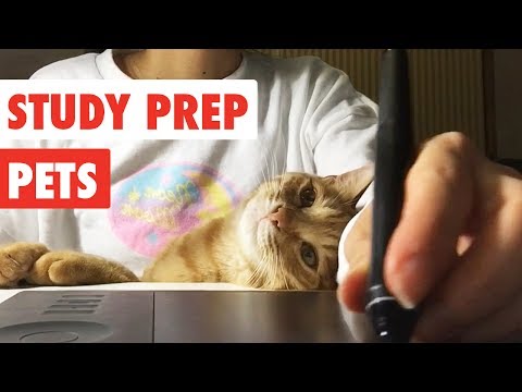 Study Prep Pets | Funny Pet Video Compilation 2017 - UCPIvT-zcQl2H0vabdXJGcpg