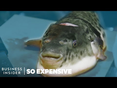Why Tiger Fugu Is So Expensive | So Expensive - UCcyq283he07B7_KUX07mmtA