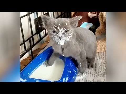 FUNNY VIRAL CATS, BEST OF THE BEST VIDEOS 2018  - UC9obdDRxQkmn_4YpcBMTYLw