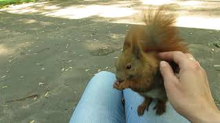 Squirrel - Petting squirrel on my lap / Wiewiórka drapanko na kolanach 11.5.2018  F