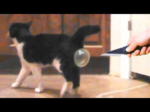 Funniest Animals - Best Of The 2022 Funny Animal Videos #2 - UC24KUWwW8-rJu3GZKLPYvcw