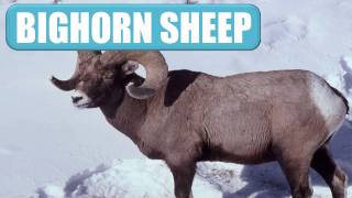 Animal Flashcards 1 