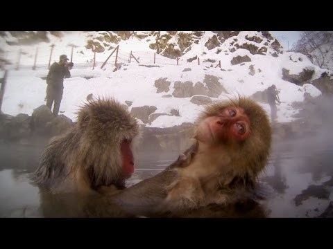 GoPro: Snow Monkey Hot Tub - UCqhnX4jA0A5paNd1v-zEysw