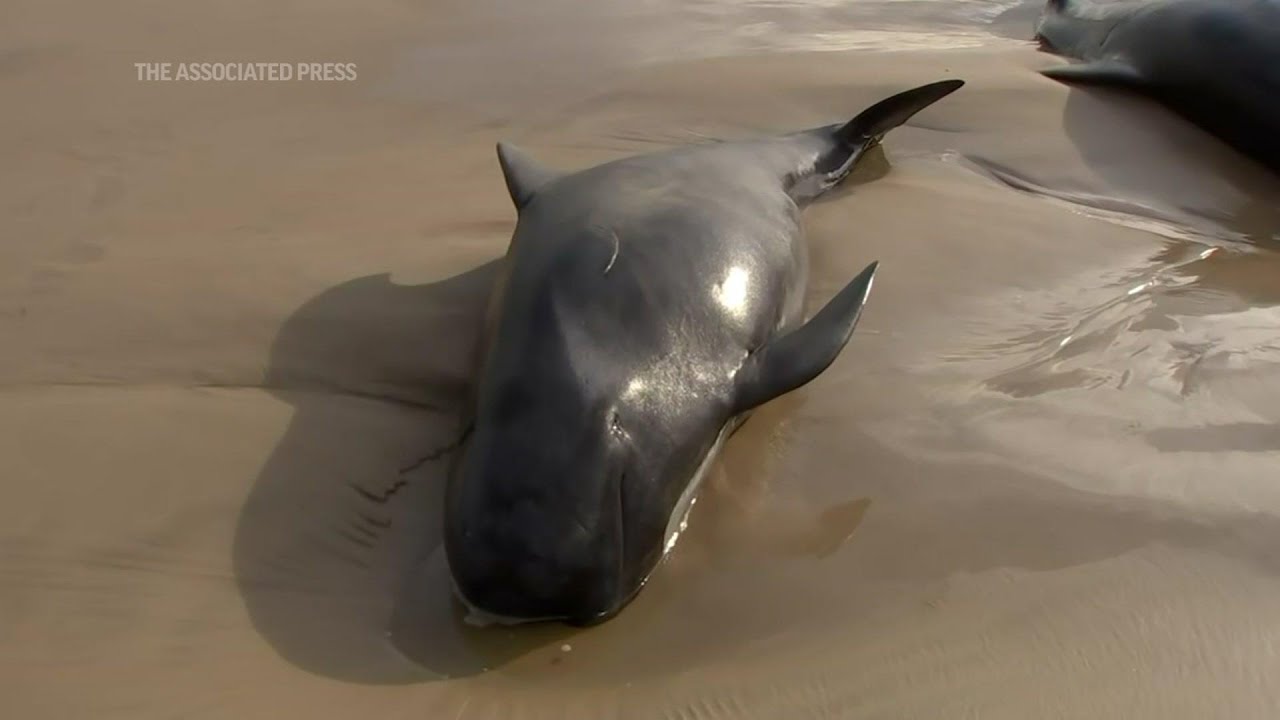Massive pod of whales stranded in Tasmania