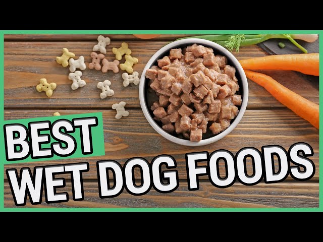 what-is-the-best-wet-dog-food-transformedbyfood