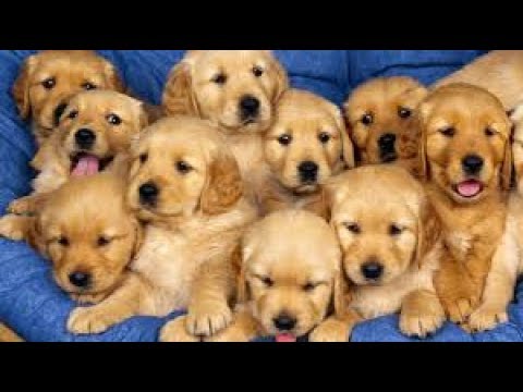 Best Funny and Cute Puppy Videos Compilation 2017 -Cute Overload - UCwkmoksfgXW6dB9DjNXpq9g