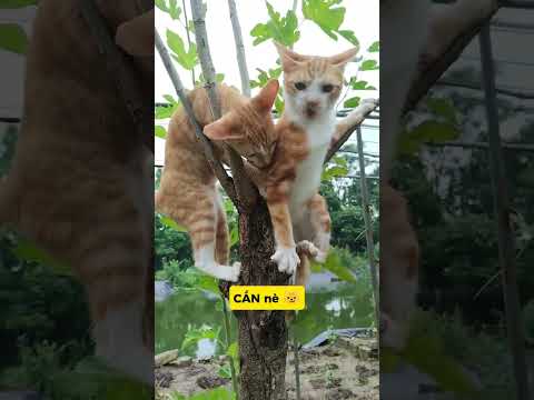 MÈO NGÁO CẮN NHAU: NGÃ SẤP MẶT 🙄#vutrudramameo