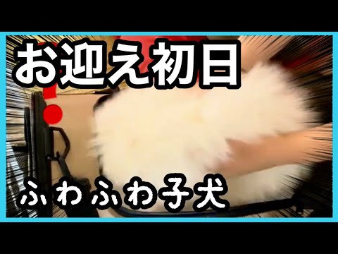 【お迎え初日】ふわふわポメラニアンの子犬のかわいい1日