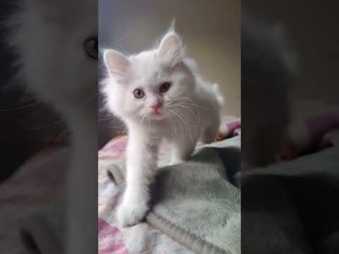 Engaging Cute Kitty @CatLoversStories #cat #music #funny #cute #kitty #shorts #trendingshorts