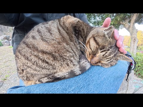 ソワソワして、なかなかひざにのってくれないキジトラ猫