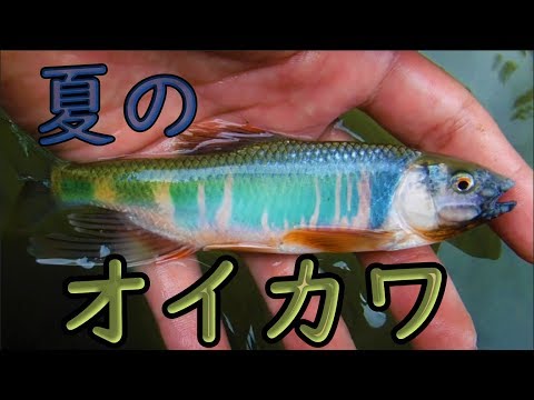 淡水魚釣りガサ師の最新動画 Youtubeランキング